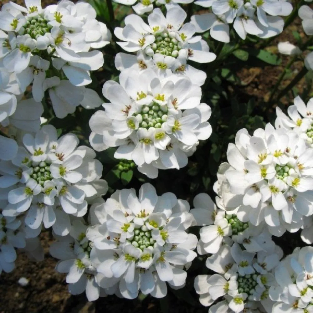 Iberis 'Empress' – valkoinen