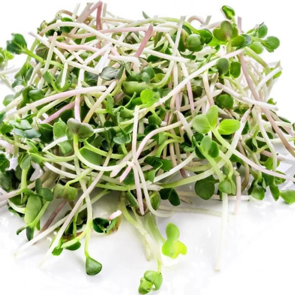 Parsakaali 'Green Calabrese' idätykseen