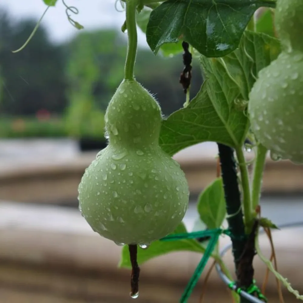 Pullokurpitsa 'Mini Bottle'