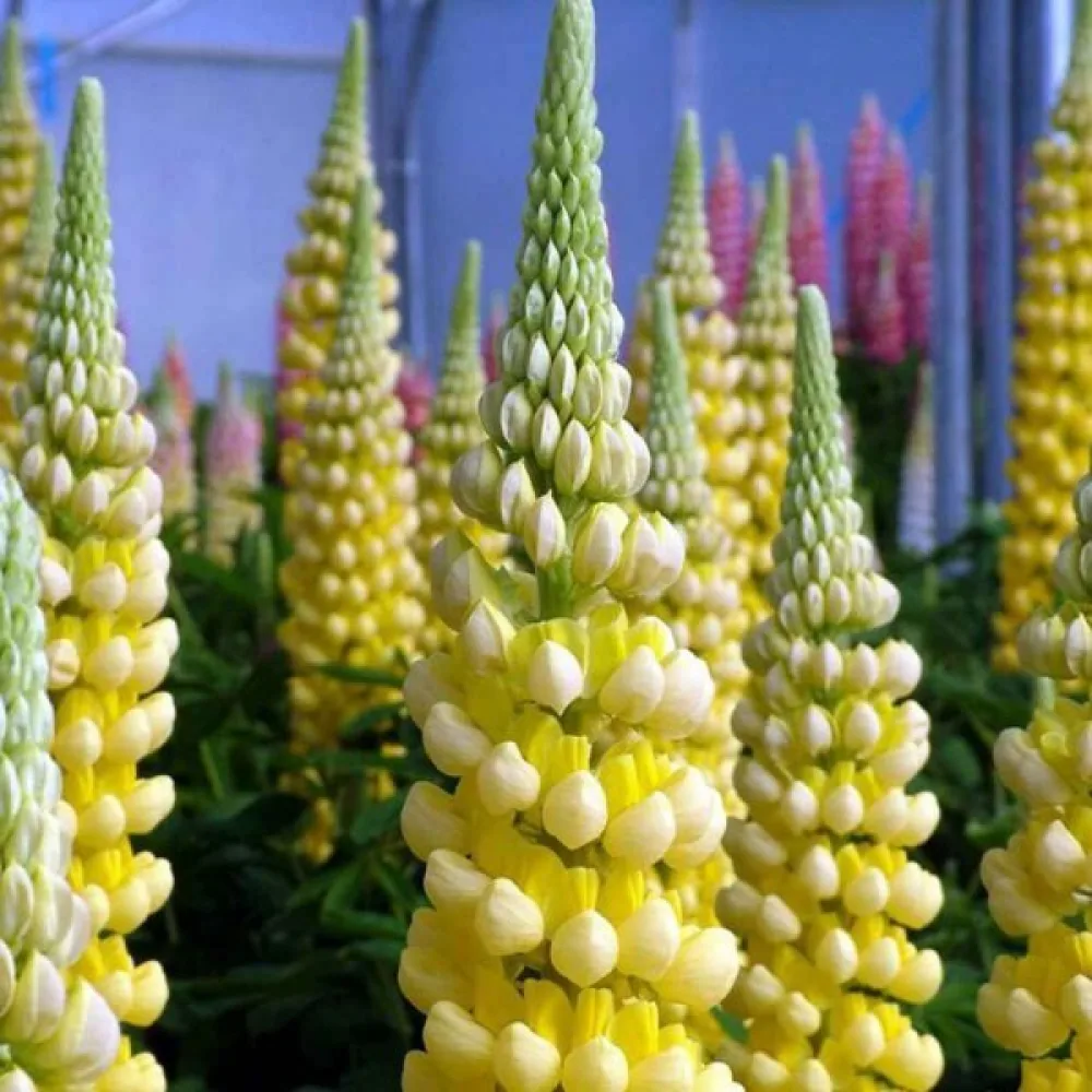 Komealupiini Lupinus polyphyllus, keltainen
