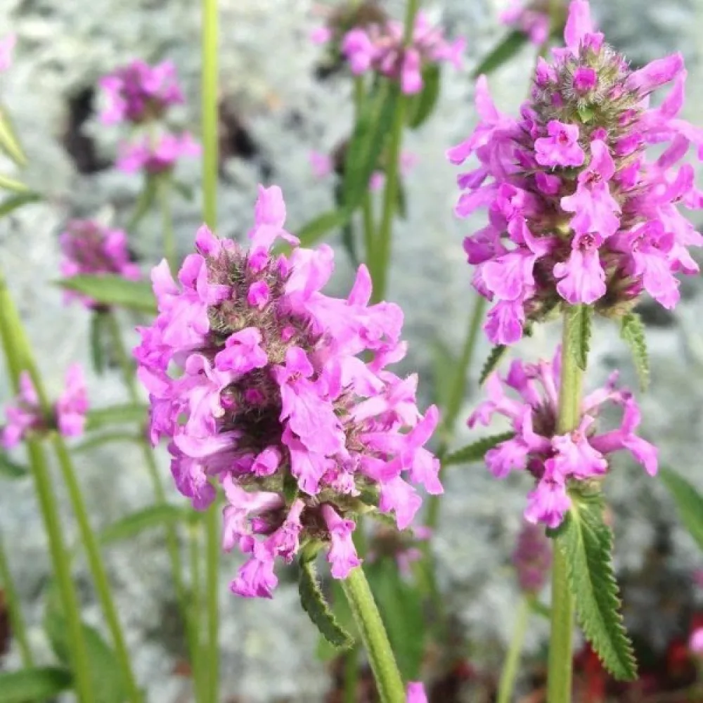 Rohtopähkämö Betonica officinalis