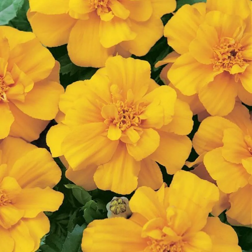 Ruusukesamettikukka 'Petite Gold'