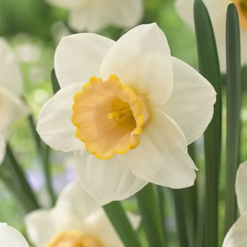 Narsissi 'Salome'