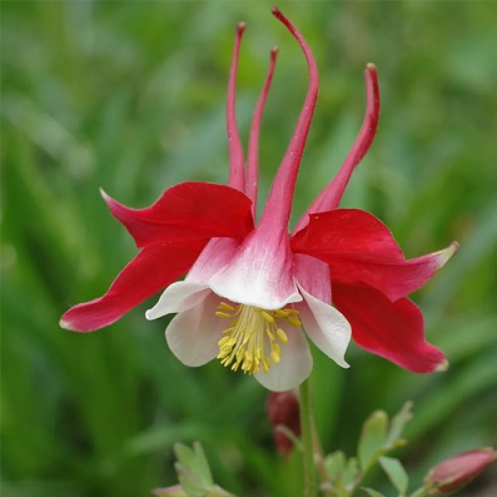Akileija 'Crimson Star'