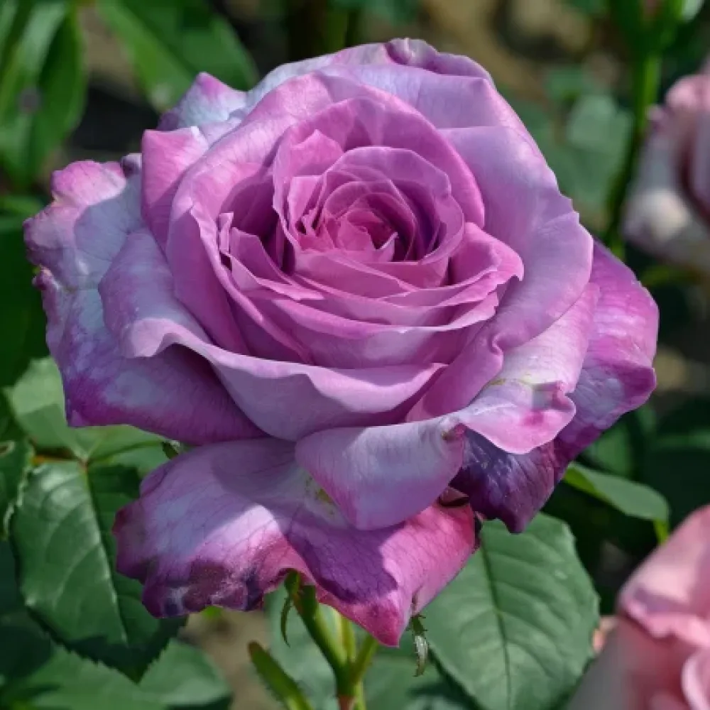 Ruusu 'Tropical Harmony' – paljasjuurinen