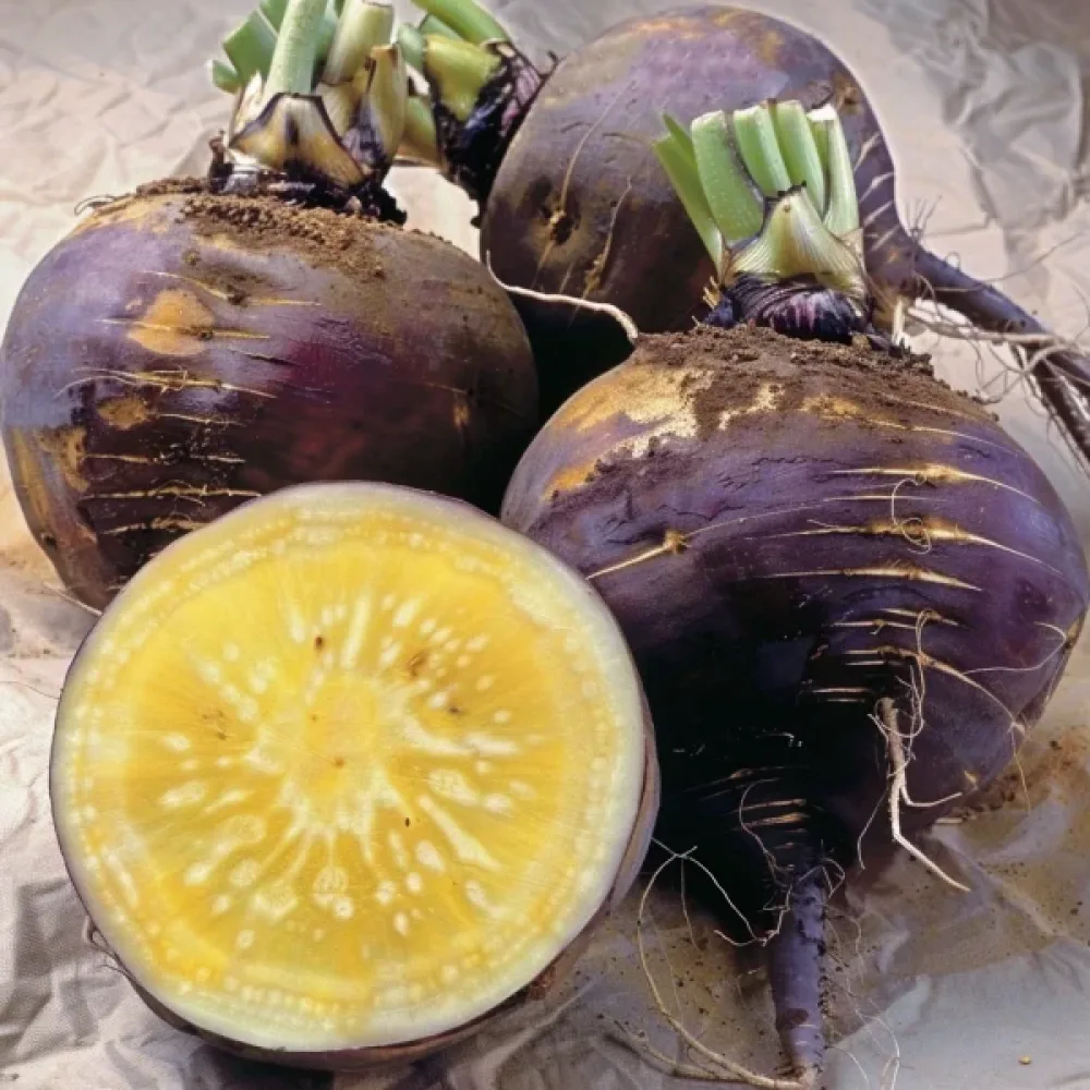 Lanttu 'Wilhelmsburger'