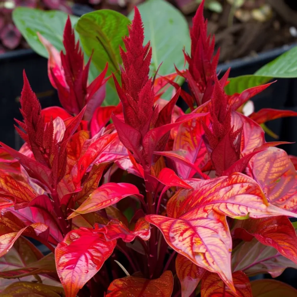 Amarantti 'Molten Fire'