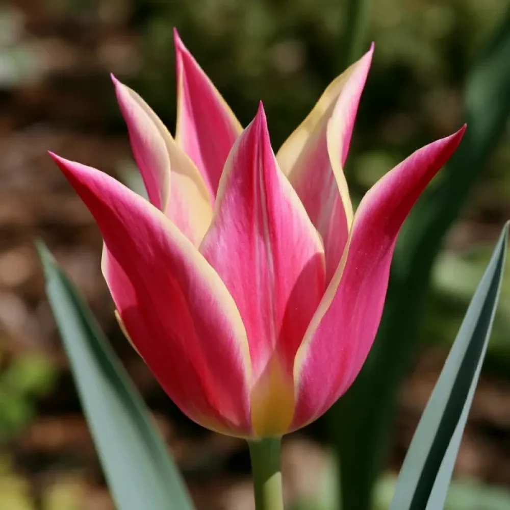Tulppaani 'Love Story'