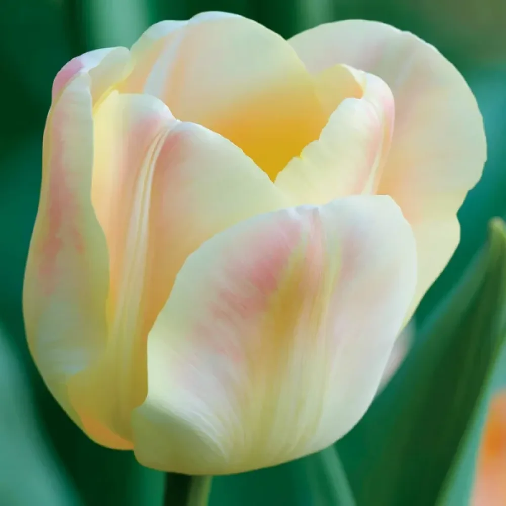 Tulppaani 'Mieke Telkamp'