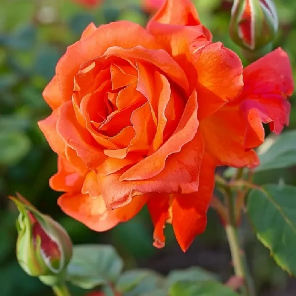 Ruusu 'Evening Longing' – paljasjuurinen