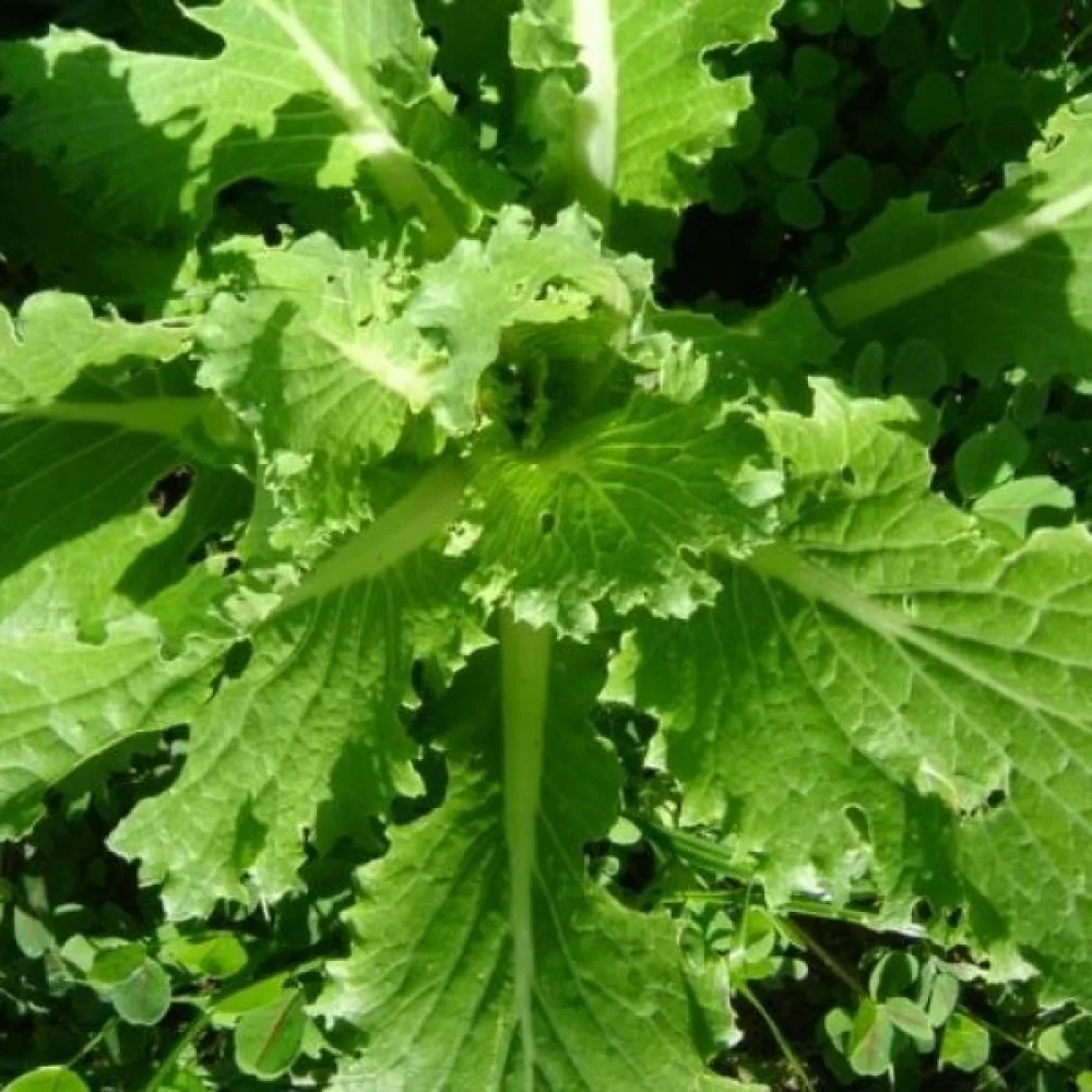 Kiinankaali 'Granaat'
