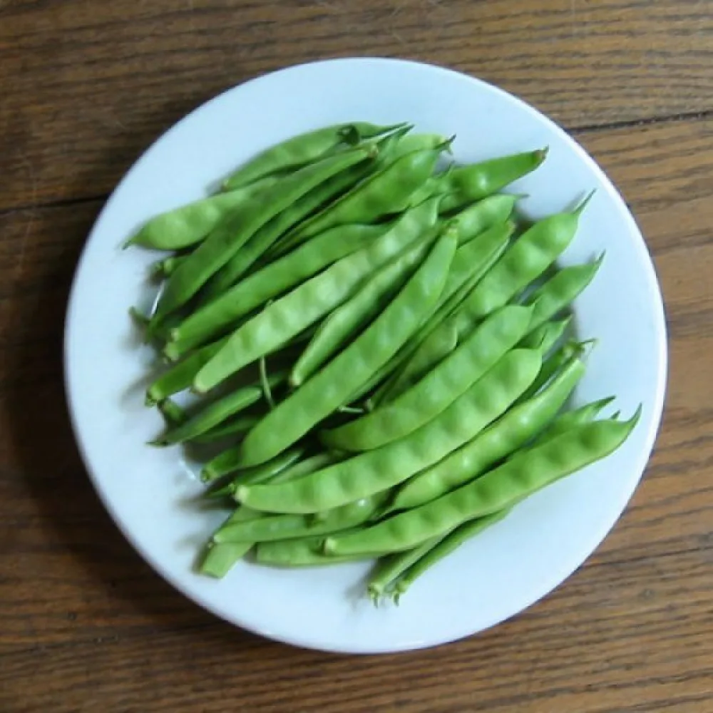 Kuivapapu Phaseolus vulgaris var. nanus 'Coco Noir-Starazagorski'