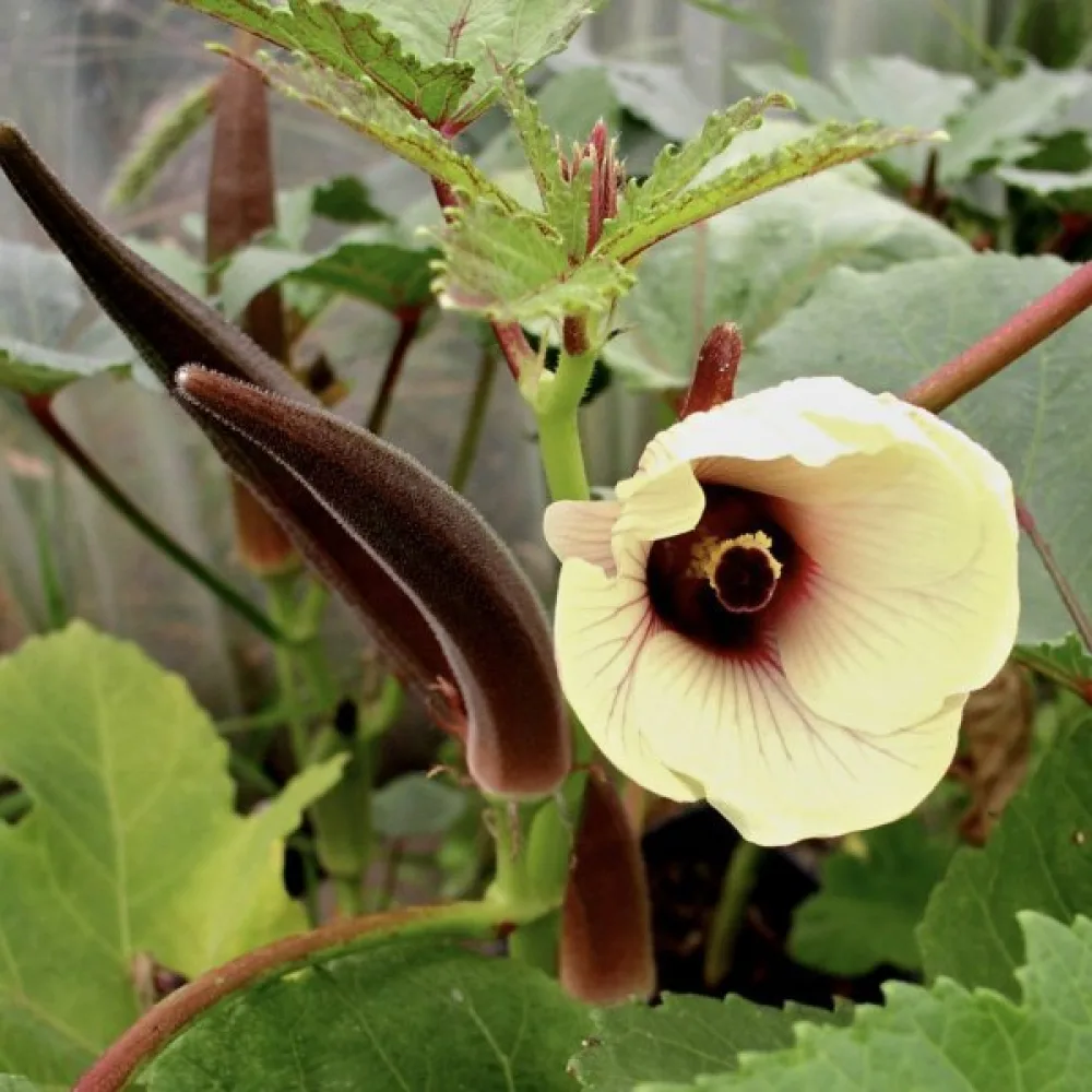 Okra 'Burgundy'