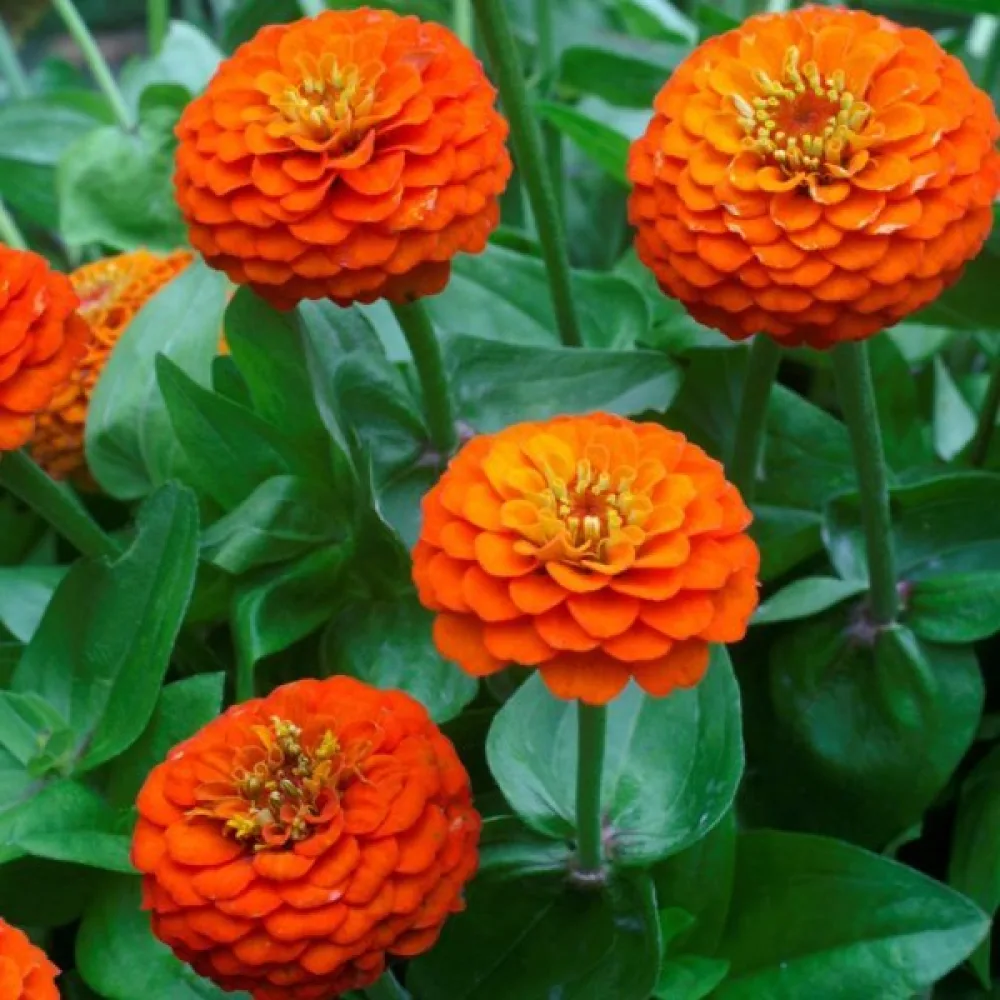 Tsinnia 'Orange King'