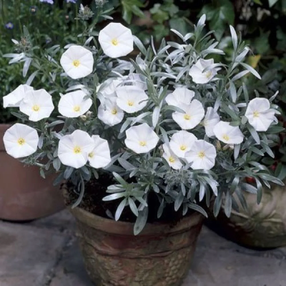 Kolmivärikierto 'White Ensign'