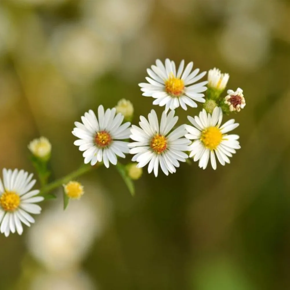 Roomankamomilla Anthemis nobilis