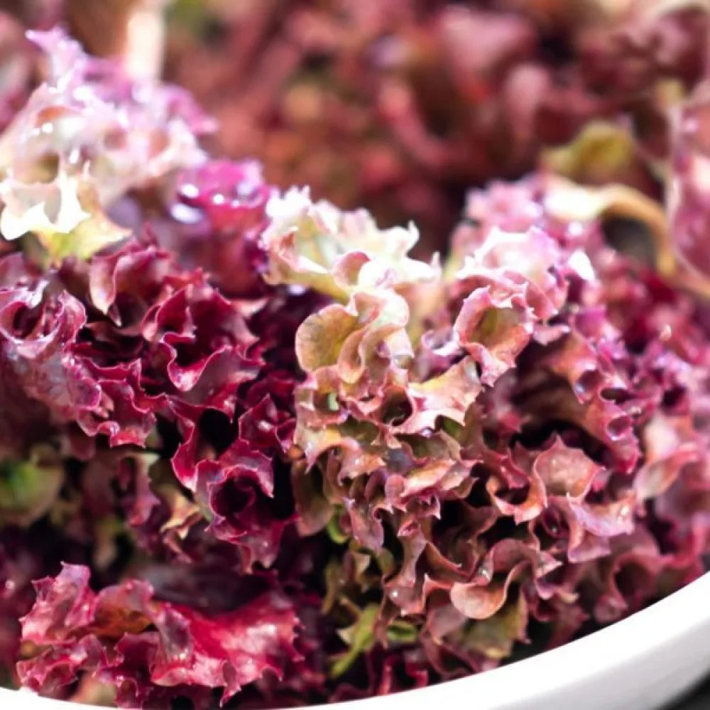 Salaatti 'Red Salad Bowl'