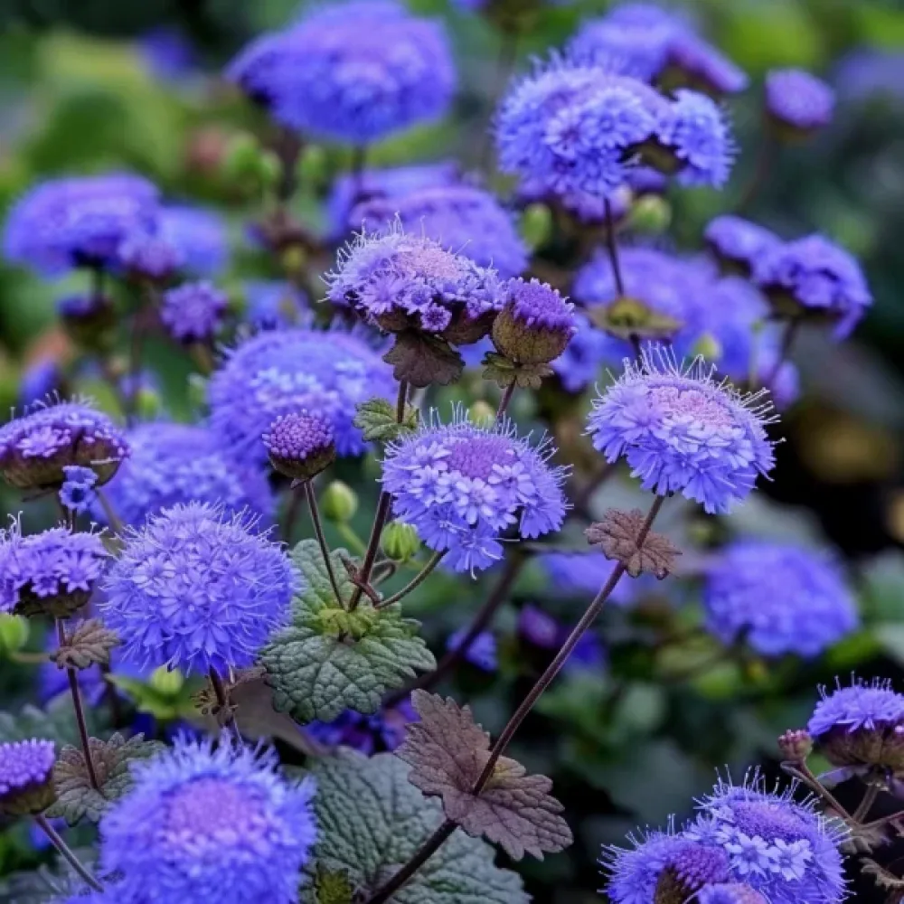 Sinihirvenjuuri 'Blue Mink'