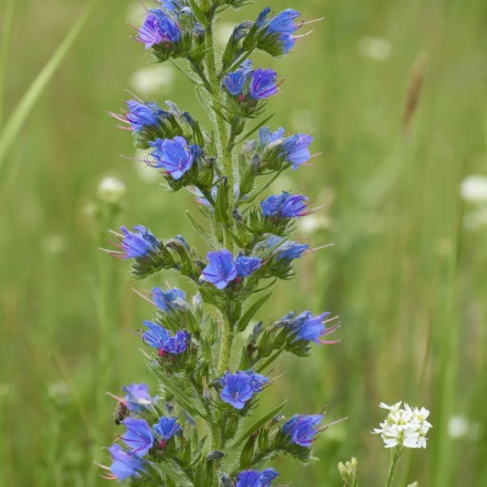 Neidonkieli