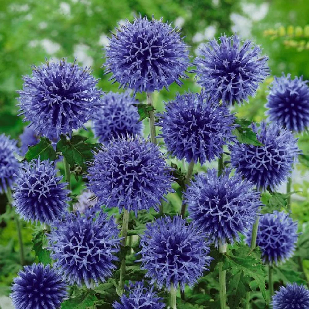 Pallo-ohdake Echinops bannaticus, sininen
