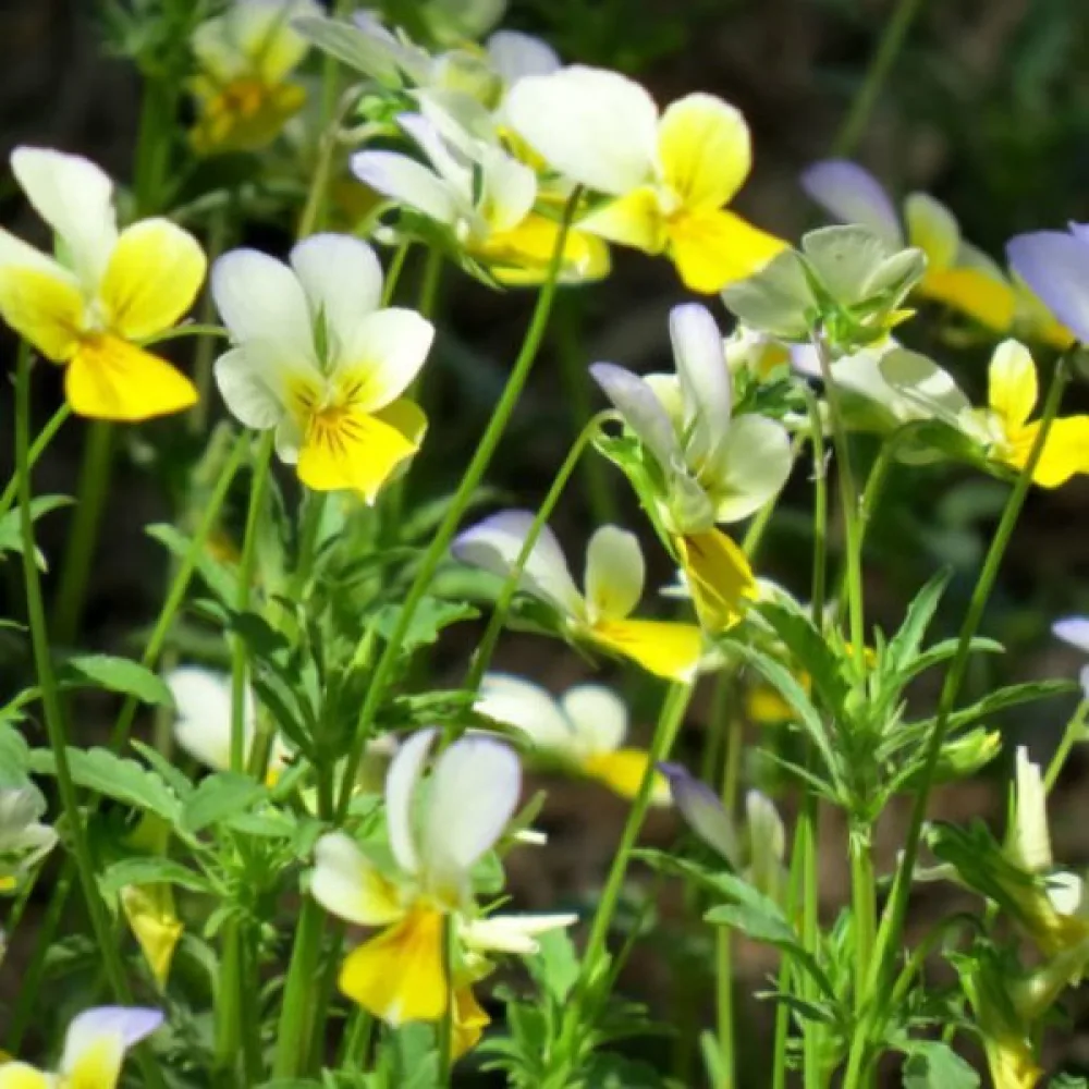 Pelto-orvokki Viola arvensis