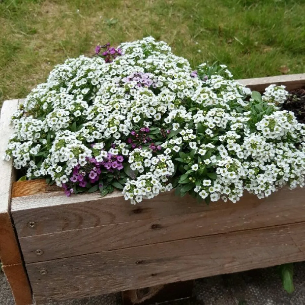 Tuoksukilpiruoho – valkoinen