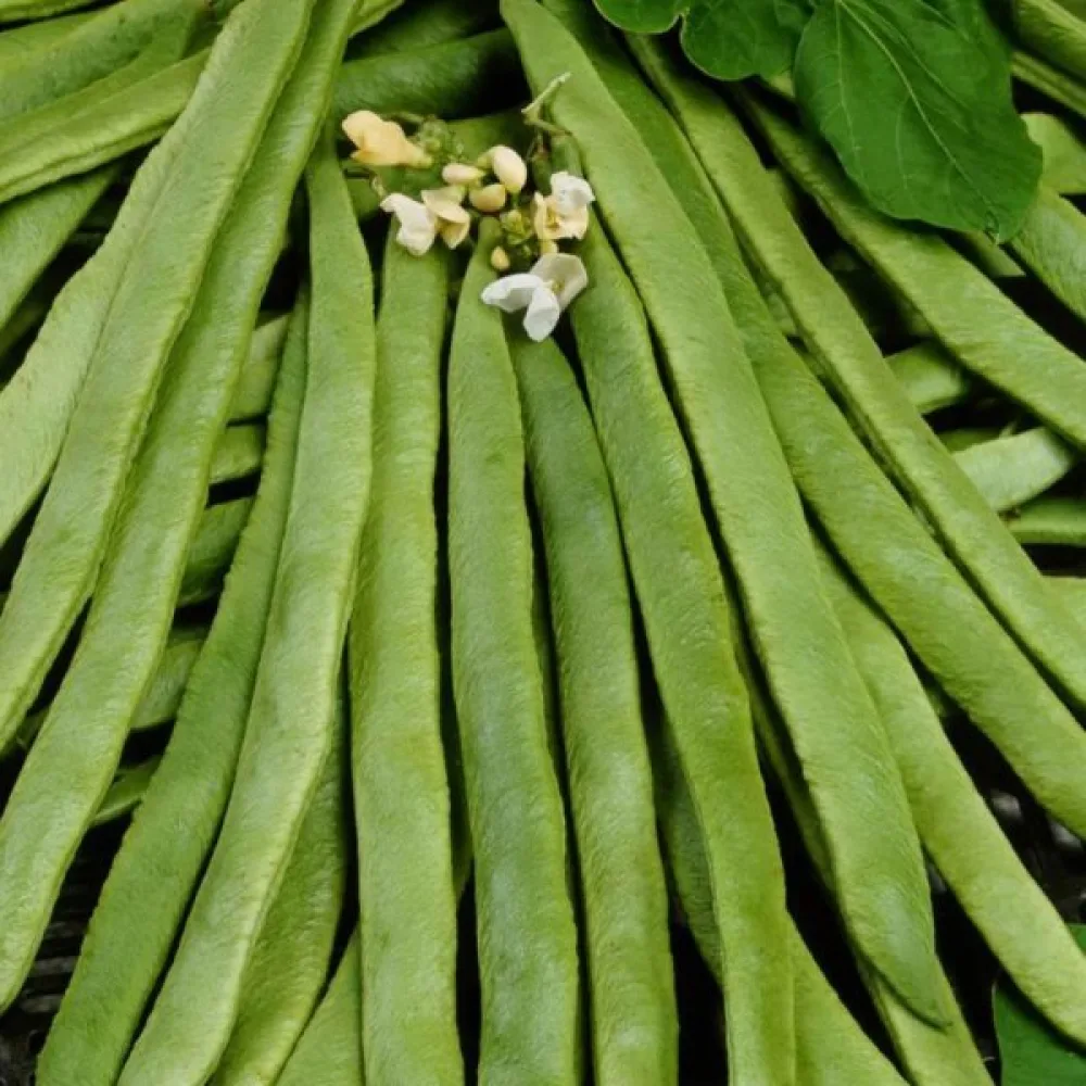 Ruusupapu 'Emergo'