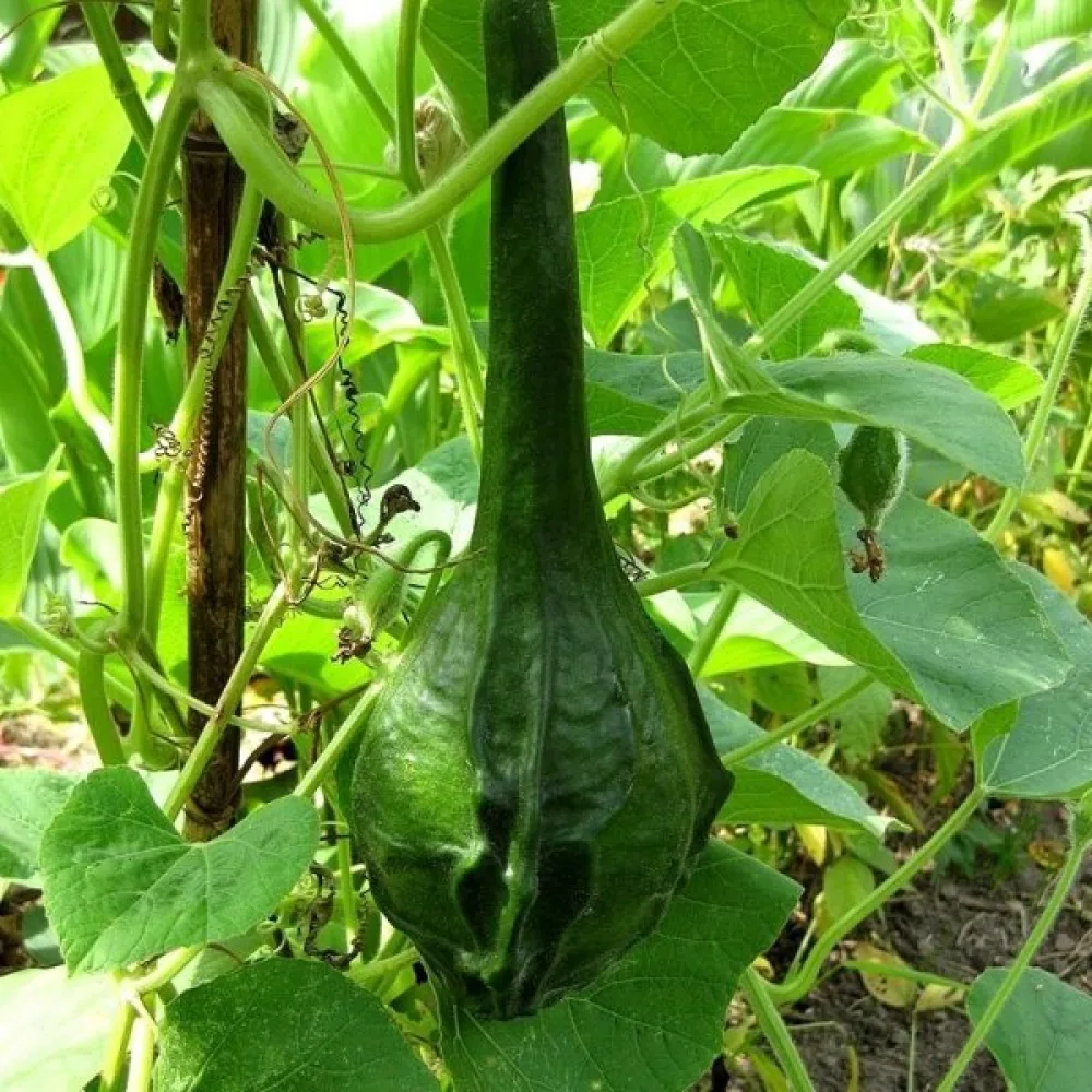 Pullokurpitsa 'Marenka'
