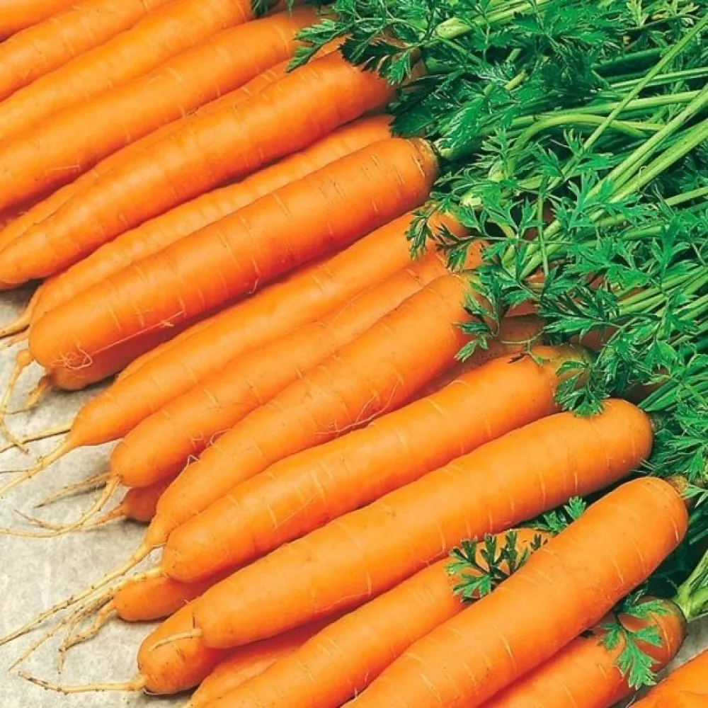 Porkkana 'Amsterdam 3'