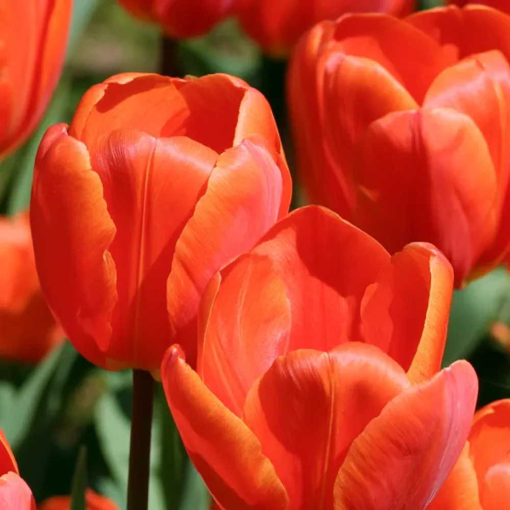 Tulppaani 'Lighting Sun'
