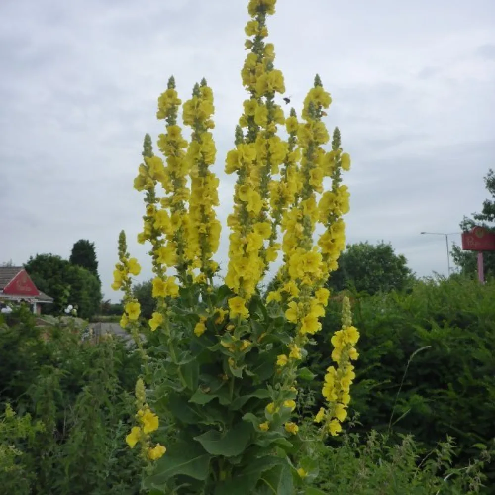Tulikukka Verbascum densiflorum