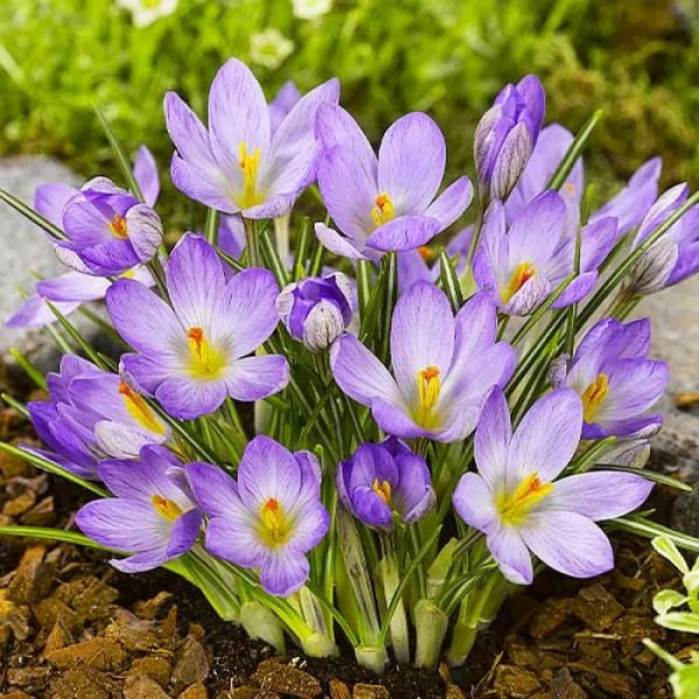 Krookus etruscus 'Zwanenburg'