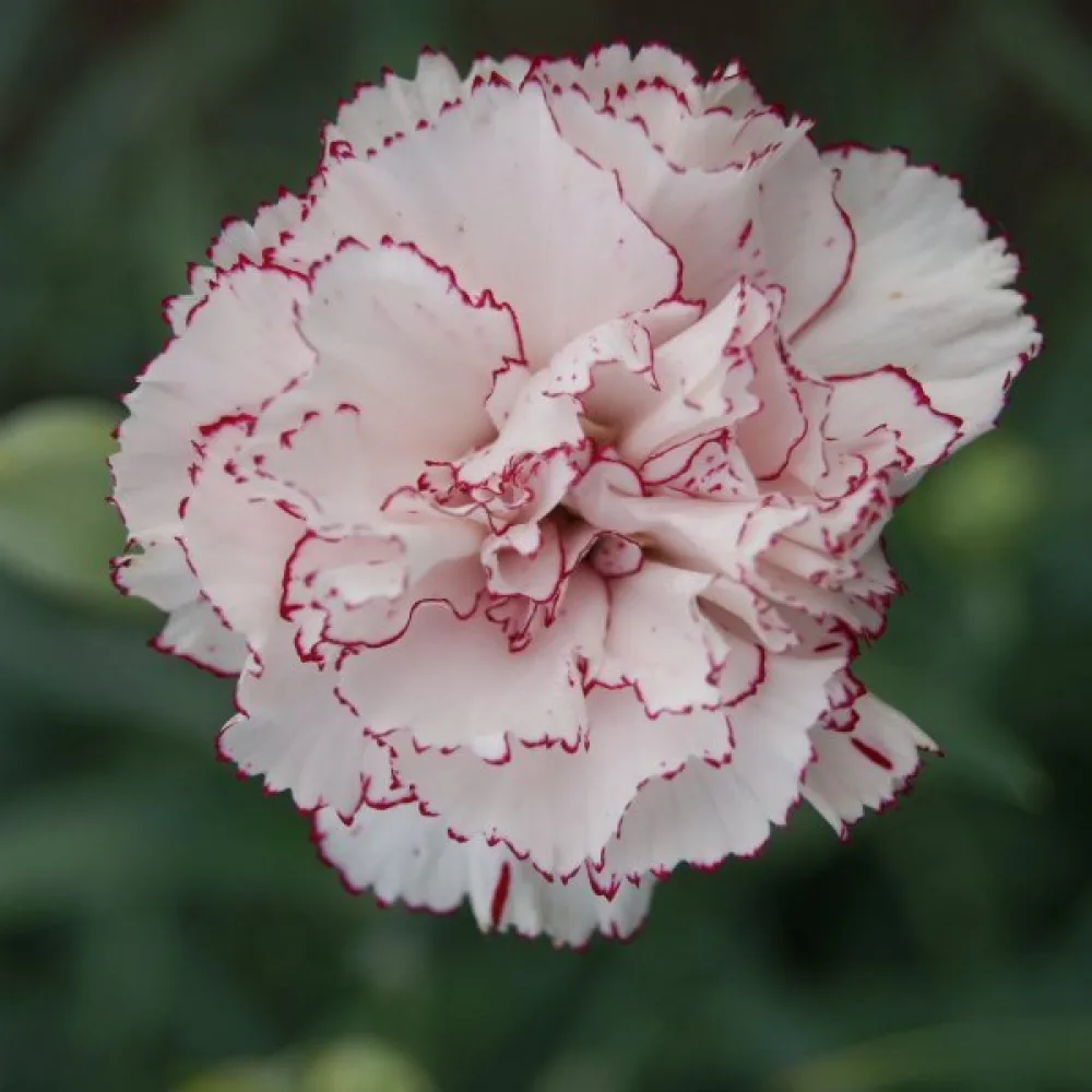 Neilikka Chabaud 'Benigna'