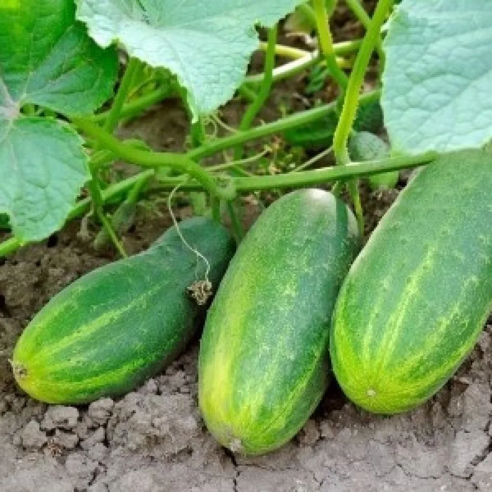 Avomaankurkku 'Borus' F1