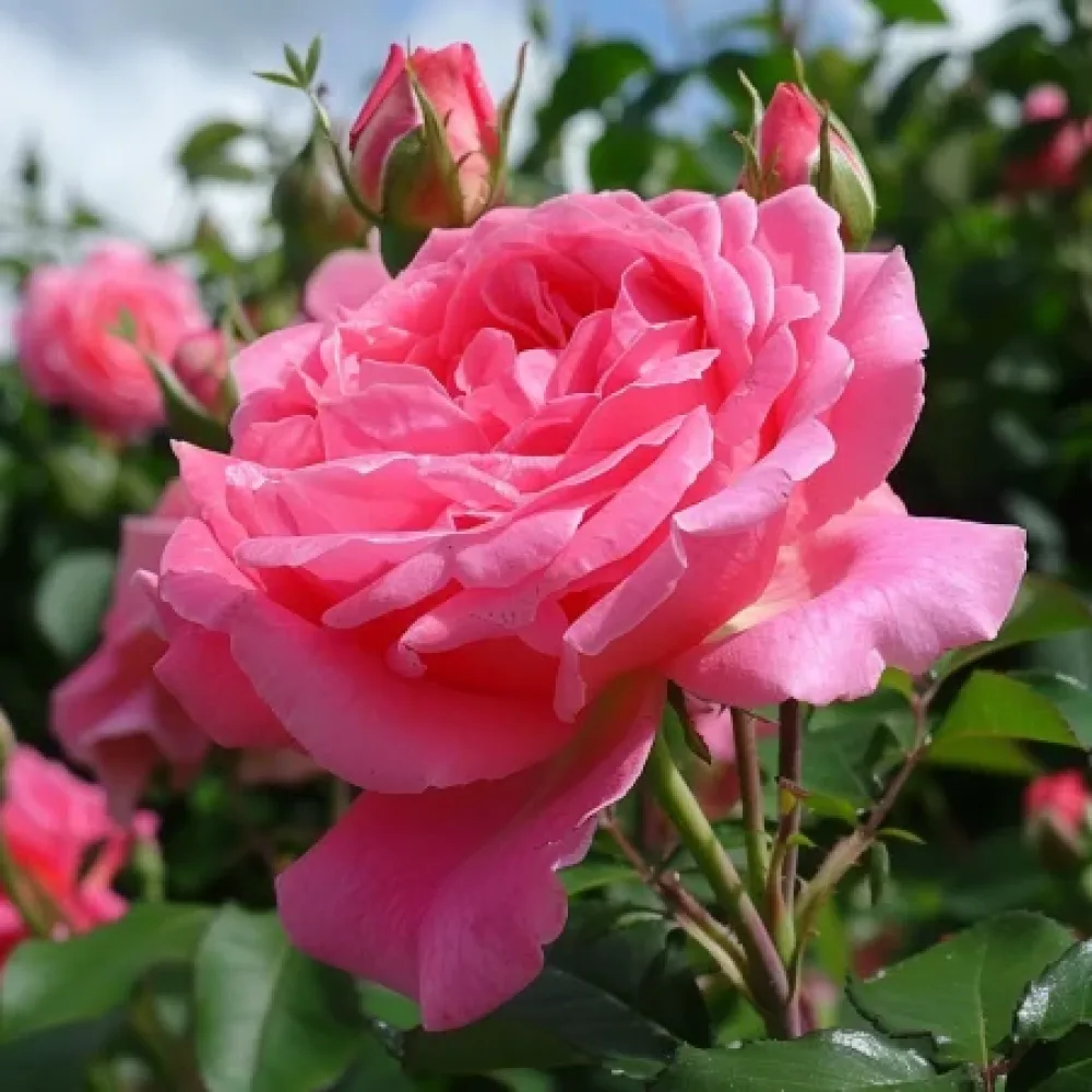 Ruusu 'Lumina' – paljasjuurinen