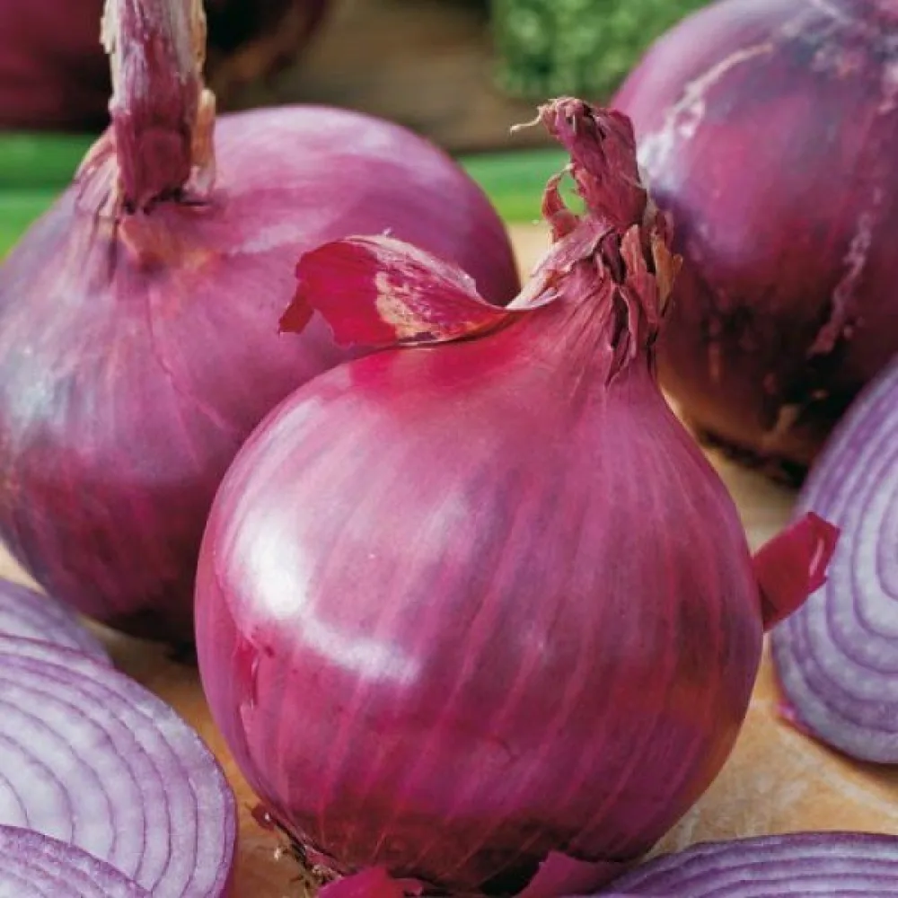 Ruokasipuli 'Amposta'