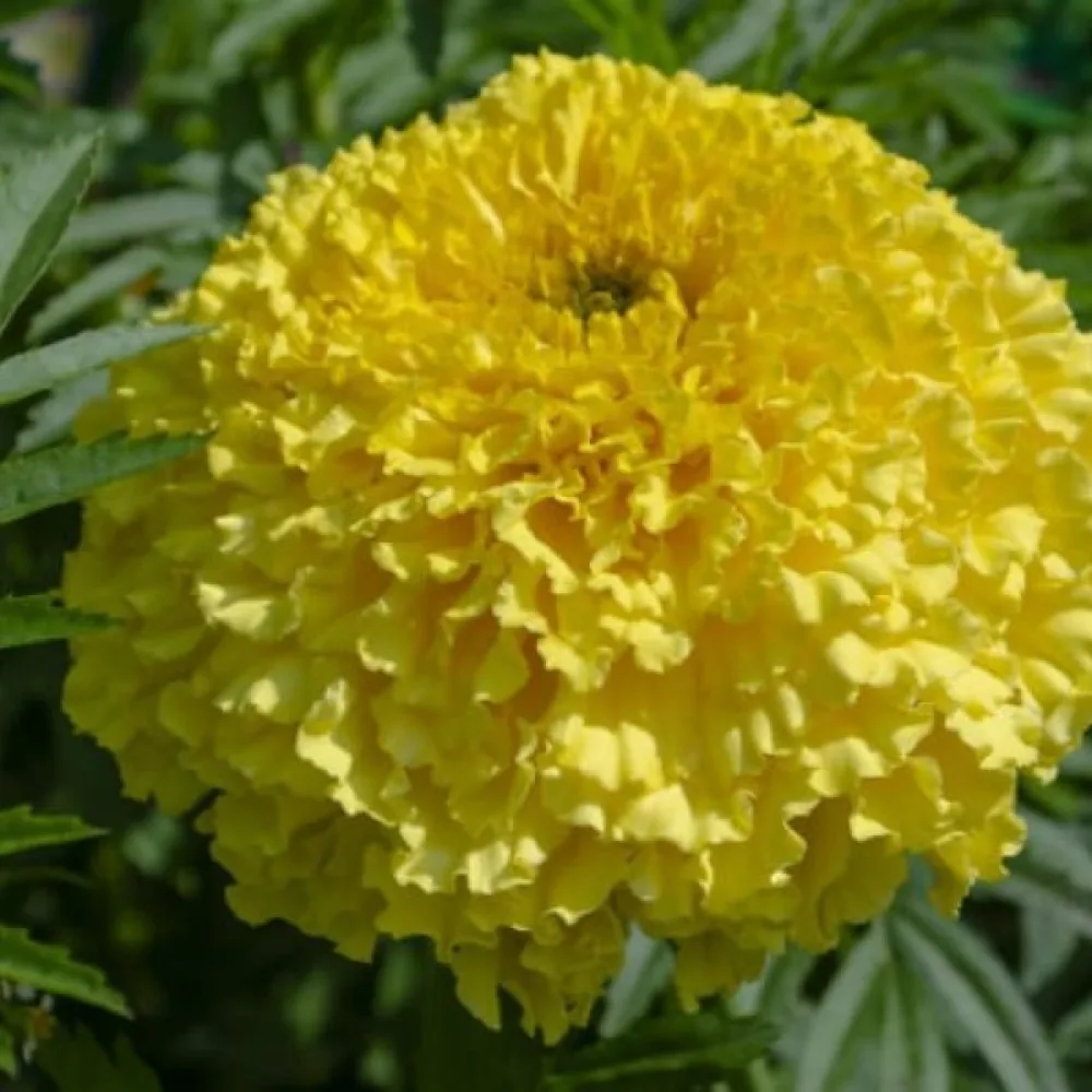 Kookossamettikukka 'Fantastic Golden Yellow'