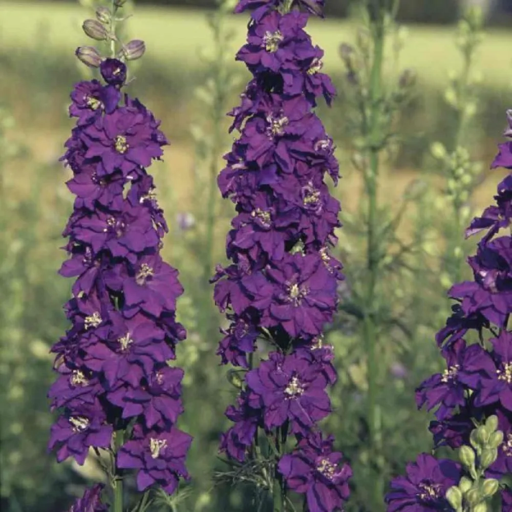 Kesäkukonkannus 'Blue Spire' – tummansininen