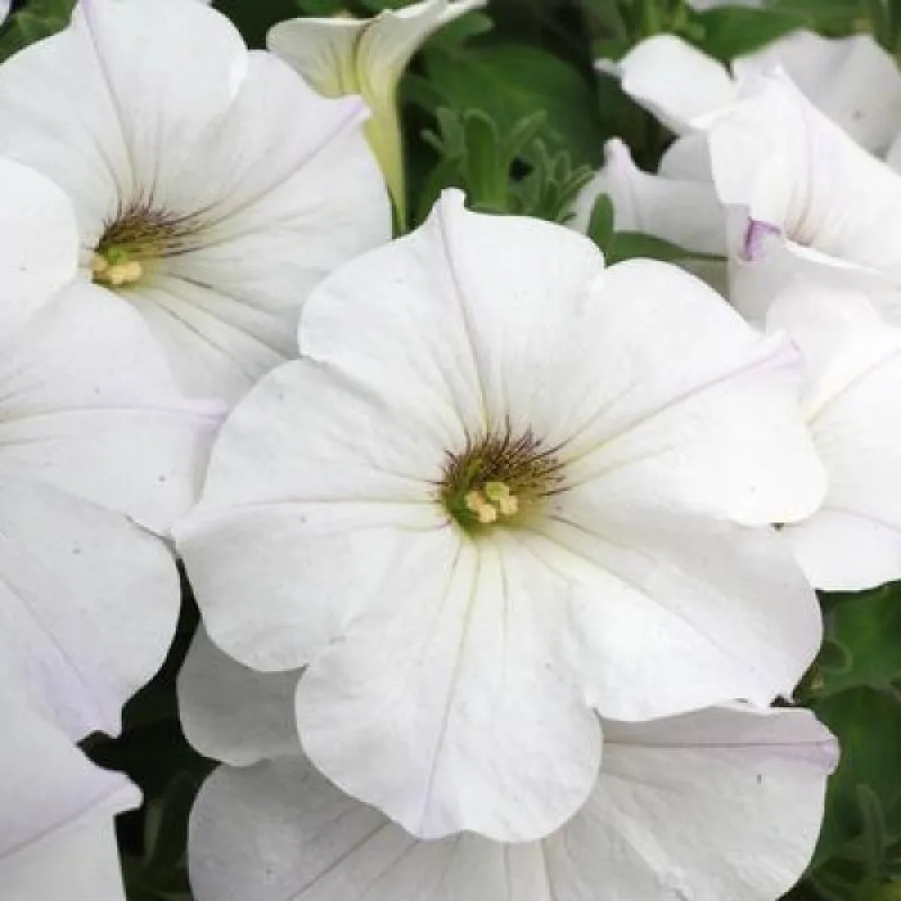 Tarhapetunia 'Snowball'