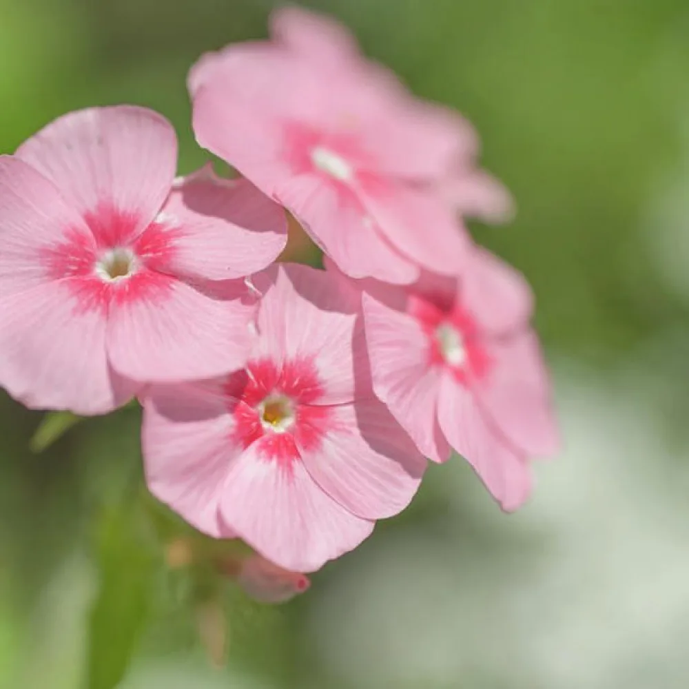 Kesäleimu 'Beauty Salmon'