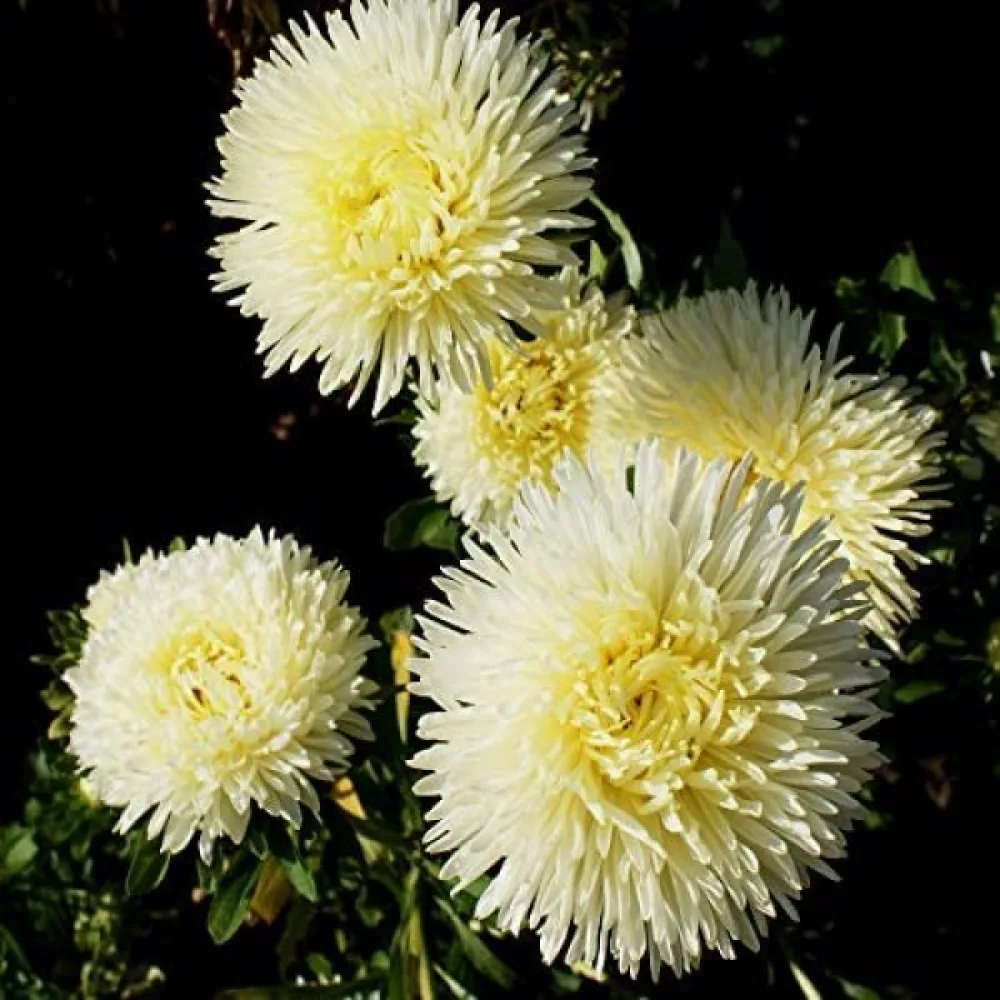 Kesäasteri 'Krallen' keltainen