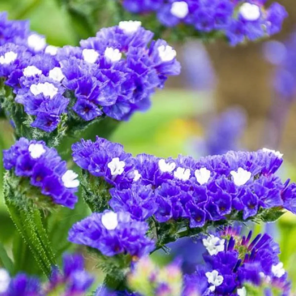 Limonium sinuatum – syvänsininen