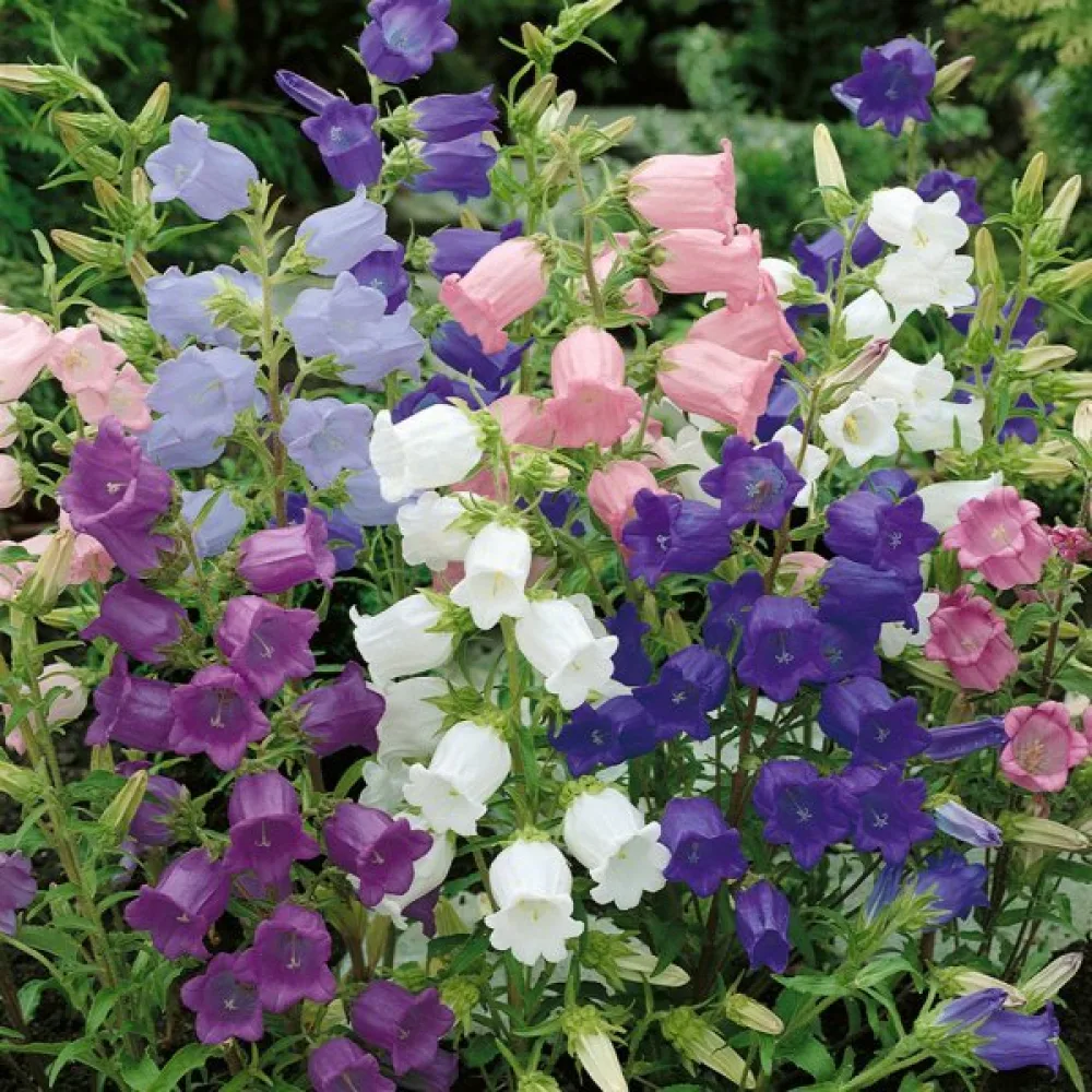 Kartanonkellokukka Campanula medium, kerrottu, sekoitus