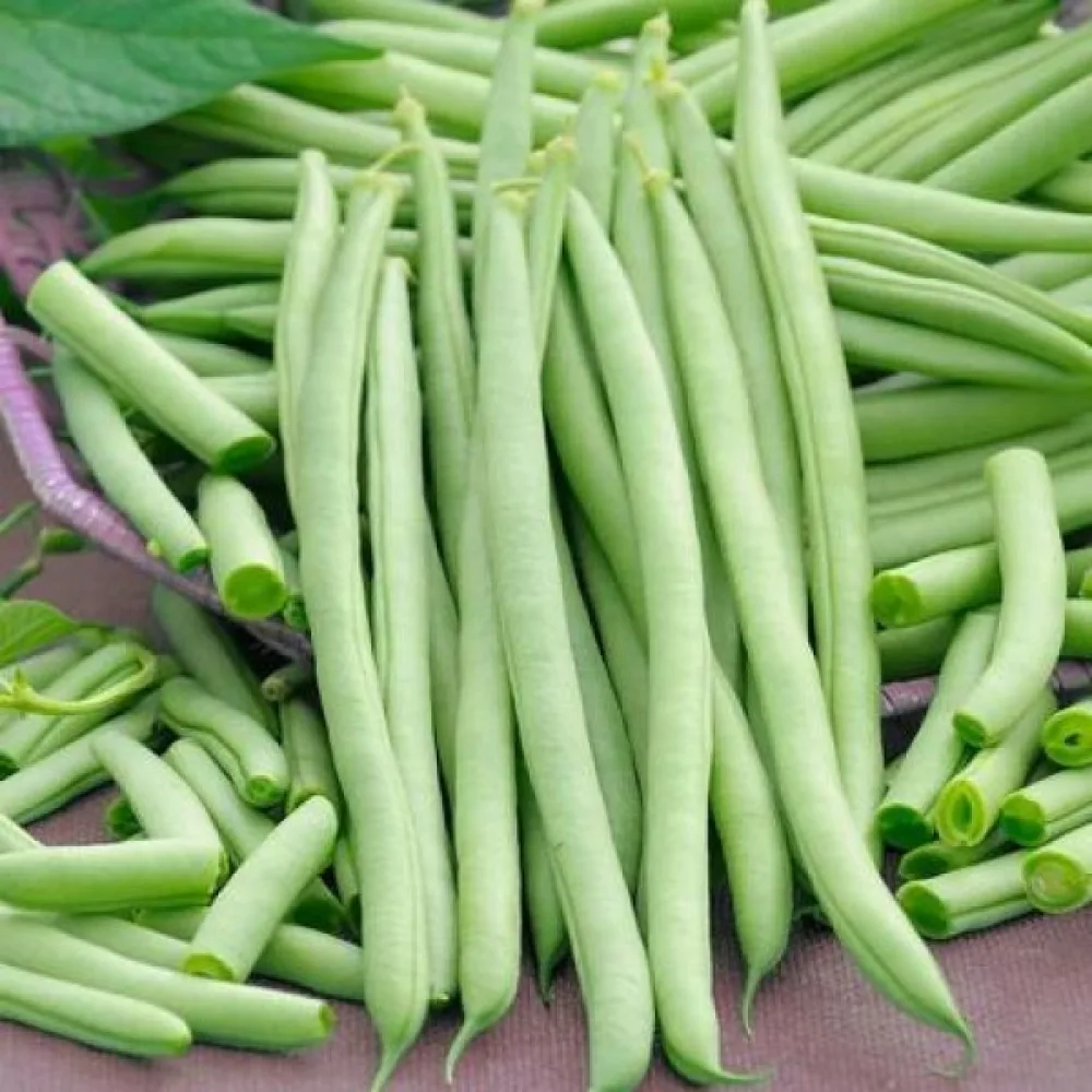 Tarhapapu 'Prinzess'