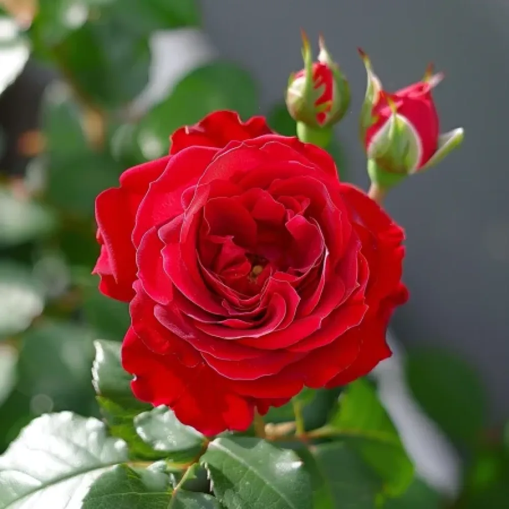 Ruusu 'Red Radiance' – paljasjuurinen