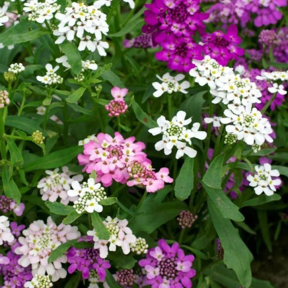 Sarjaiberis 'Fairy Bouquet' – sekoitus