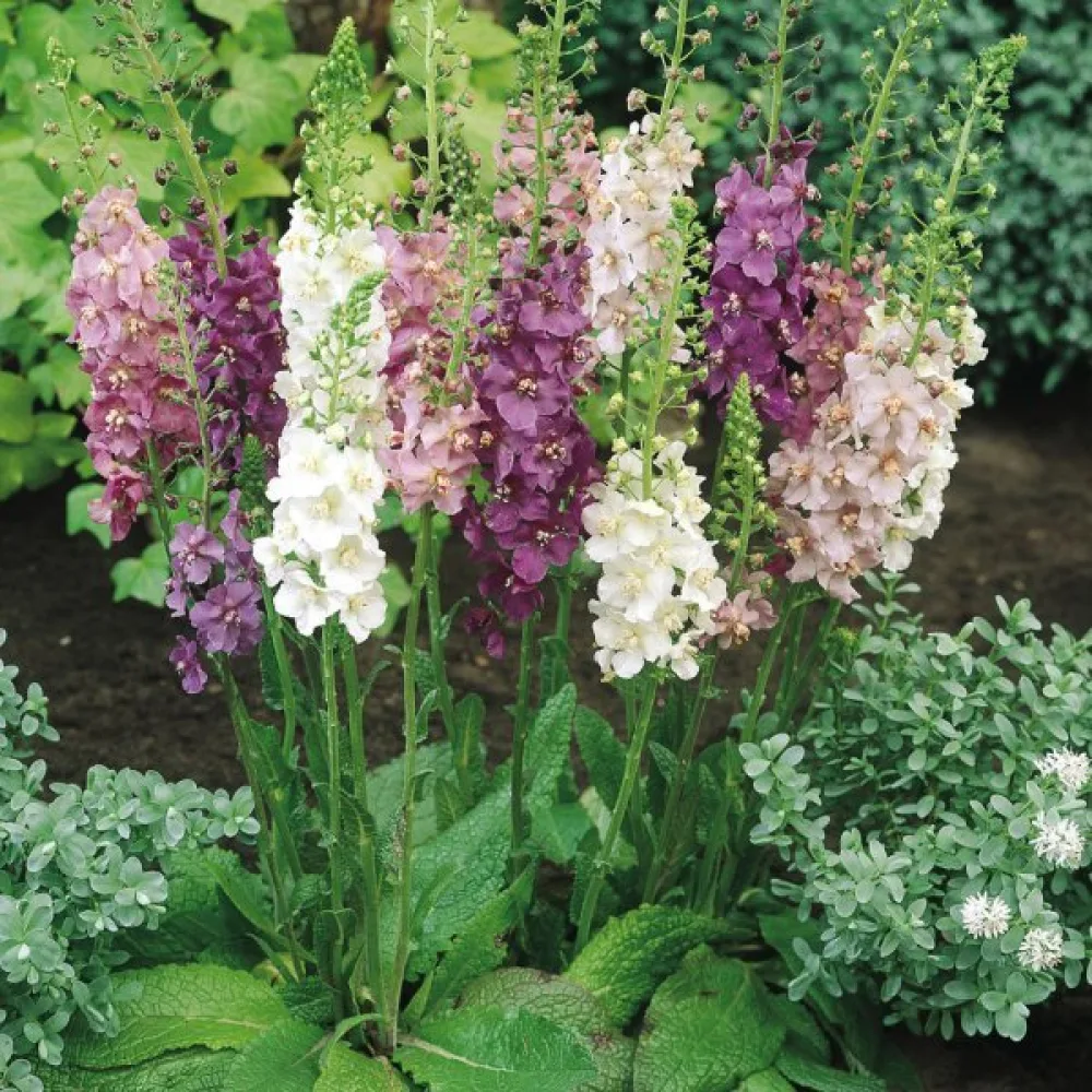 Purppuratulikukka (sekoitus)
