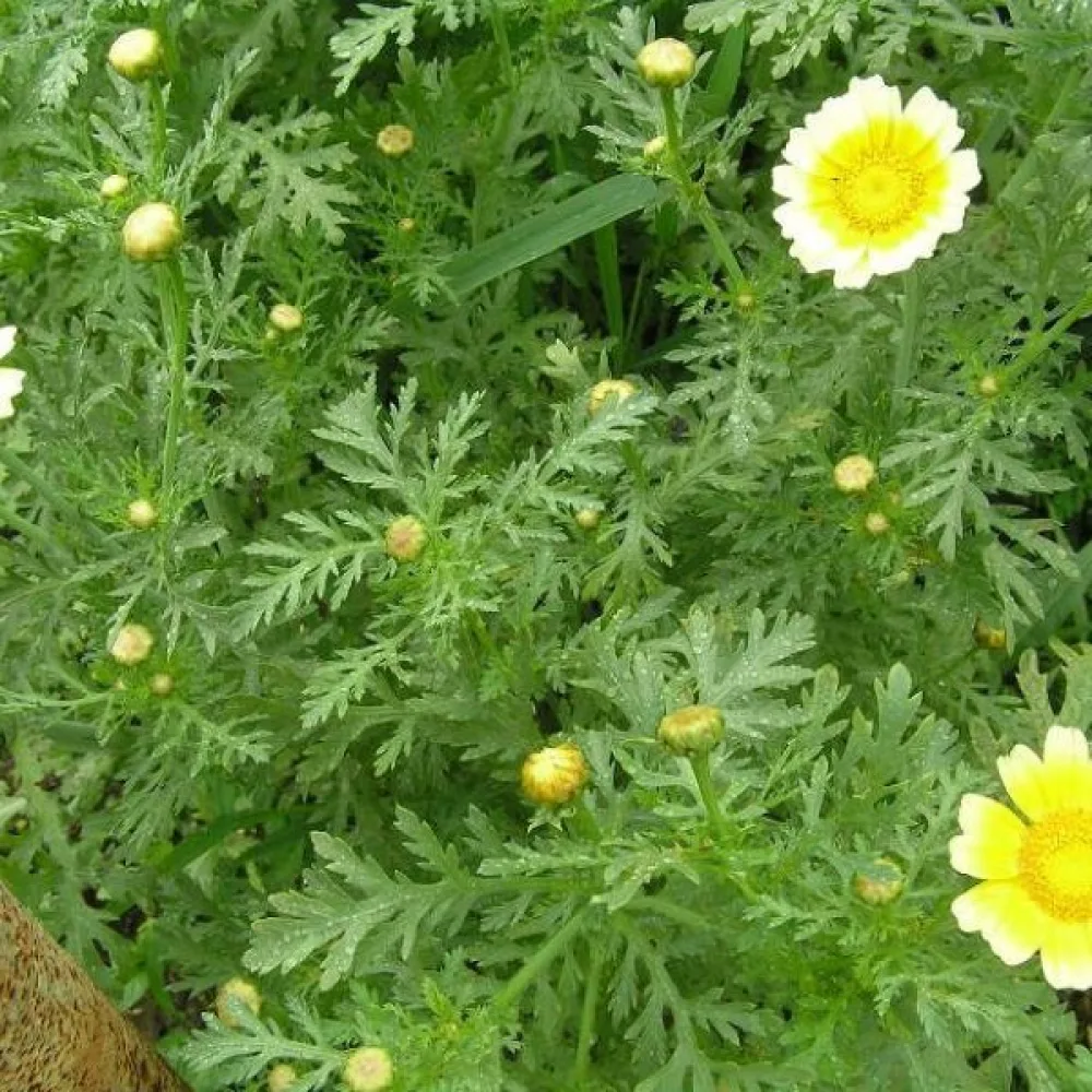 Syötävä krysanteemi Chrysanthemum coronarium