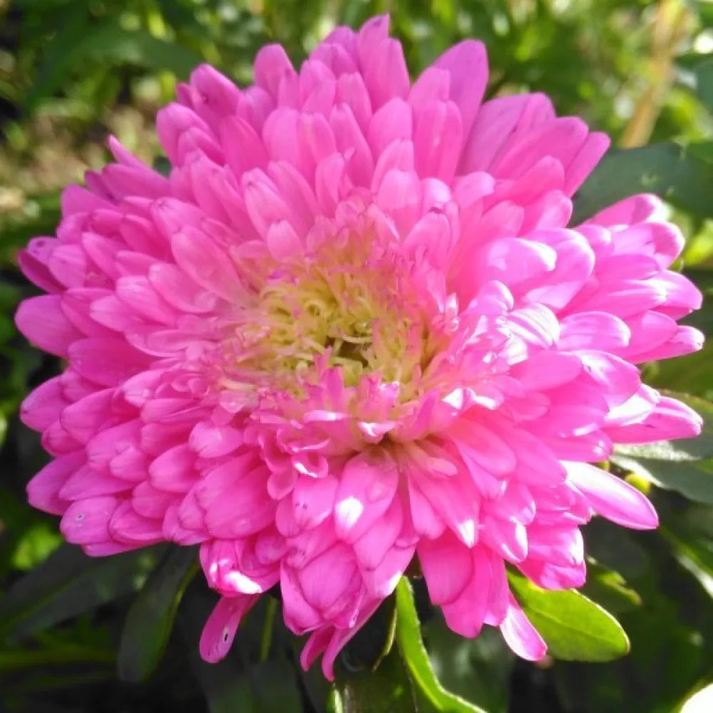 Kesäasteri 'Queen of the Market Ostrich Plume'