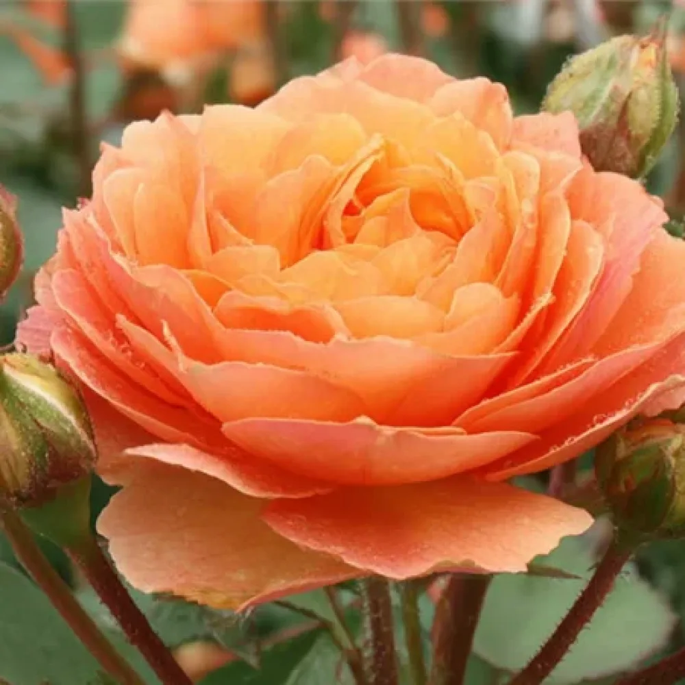 Ruusu 'Light Whirlwind' – paljasjuurinen